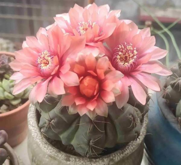 10種花，冬天別噴水，越噴越爛葉，變成光桿特醜