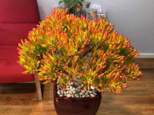 &OpenCurlyDoubleQuote;客廳養樹，十有九富&rdquo;，花友：不是迷信，是老祖先的經驗