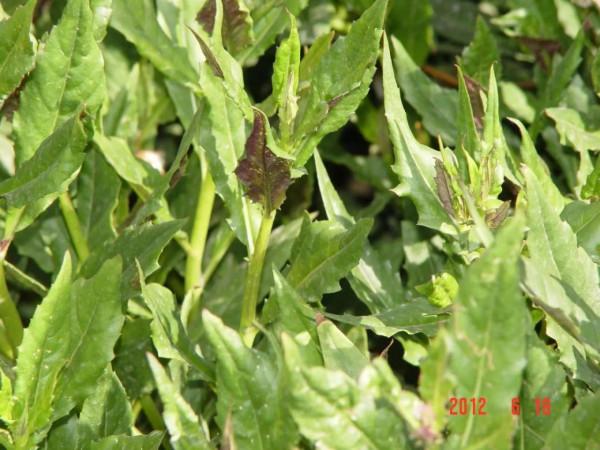 一種既好吃又好看的野菜&mdash;&mdash;紫背天葵