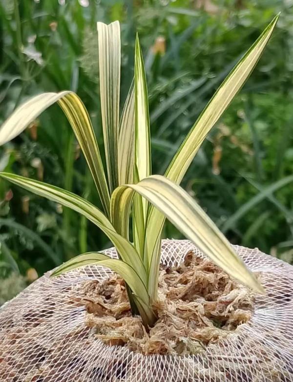 2011年，他收到一棵藝草春蘭，後來開出絕世好花，大佬想要買斷