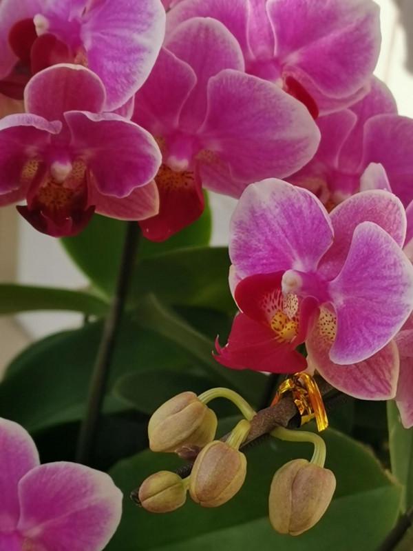 一盆盛開的蝴蝶蘭花