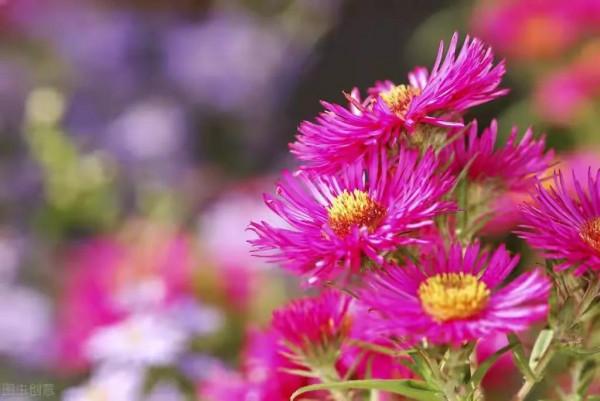 女人年老單身後，一個人生活是何感受？64歲阿姨說出了真心話