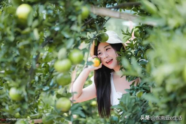 涼季來了！今年清邁有哪些唯美浪漫的花田？