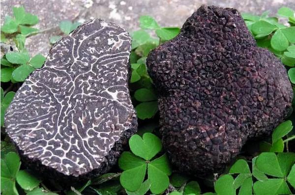 遼寧海城發現黑松露，大批人員上山挖得滿山是坑，能人工栽培嗎？