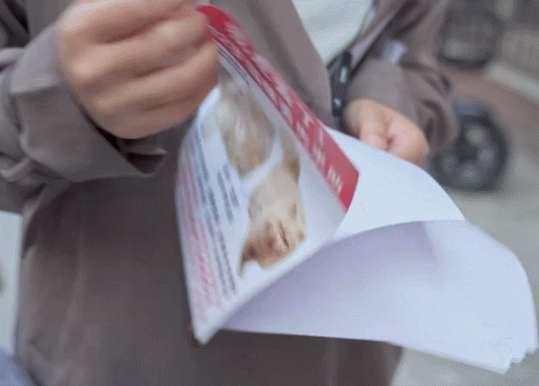 大二女生休學半年千里尋貓：無論如何，也要找到你