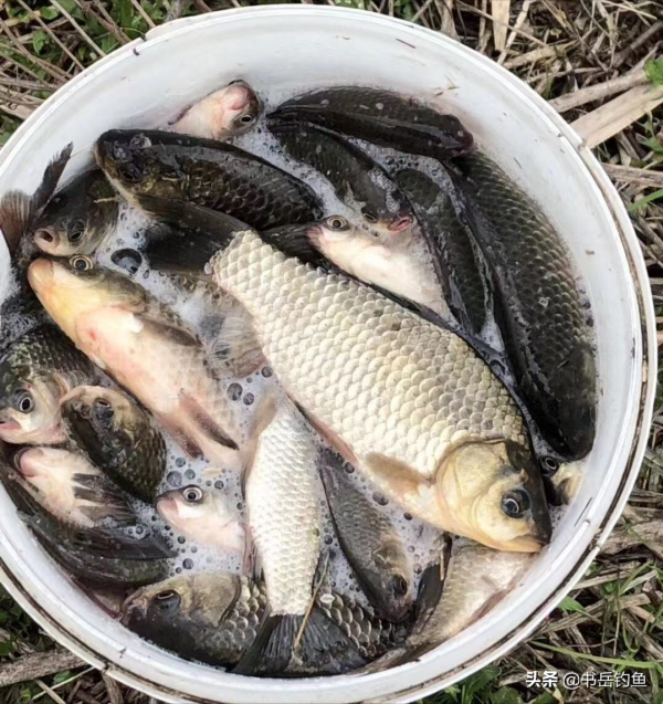 先彆著急用紅蟲!秋天的鯽魚只愛米!釣魚初學者用了都能釣獲板鯽 先彆著急用紅蟲!秋天的鯽魚只愛米!釣魚初學者用了都能釣獲板鯽