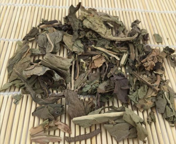 每日中藥——大青葉