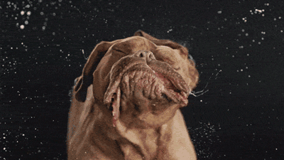 狗狗看了想暗殺主人的照片（閱後即焚）