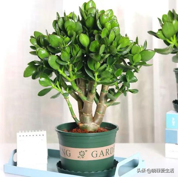 容易被水澆死的“14種花”，手太勤反而養不活