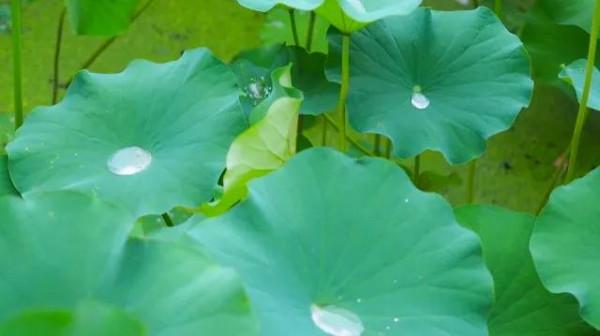 為祖國抗擊疫情加油時，來欣賞一下美景，看倒數第三張是什麼美味