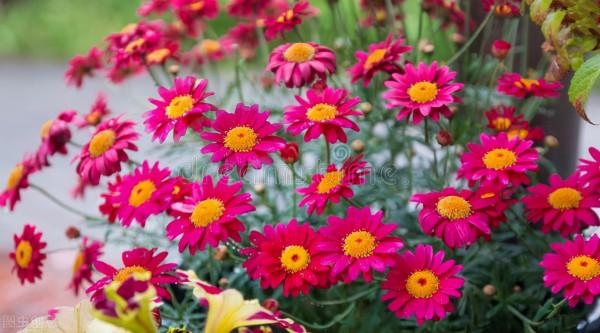 五種見花不見葉的開花植物，養一株賞花不斷
