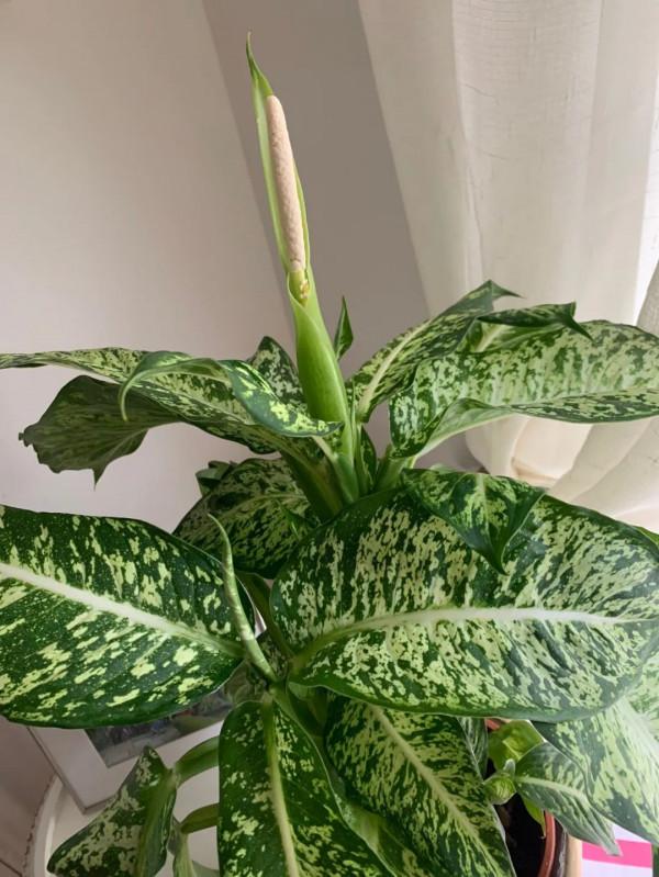 花葉萬年青也有好看的品種，葉子帶熒光的網紅款，看了就想養一盆