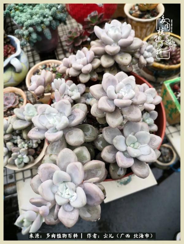 養花種多肉到底有什麼用？答案在這裡