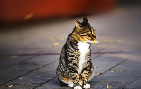 我家貓自己偷跑出門,被當做流浪貓捕捉了,家裡養貓一定要牽好繩 我家貓自己偷跑出門,被當做流浪貓捕捉了,家裡養貓一定要牽好繩