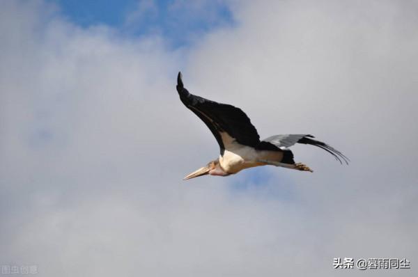 不要相信關於野外生存的神話，22個大錯特錯能讓你喪命的求生誤區