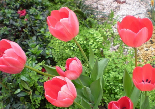 嫌棄養花難，不如就種鬱金香，沾土就活，花開時放屋裡可當薰香