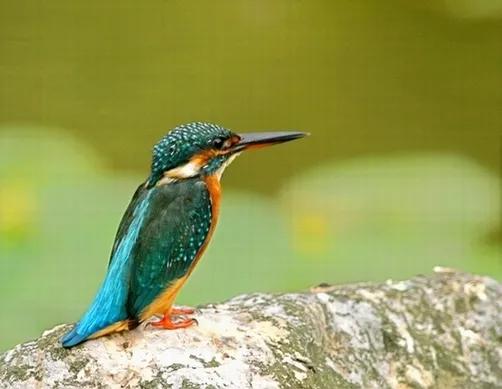 你現在有點累了嗎，看看這種鳥的習慣，其實你的人生也能換個活法