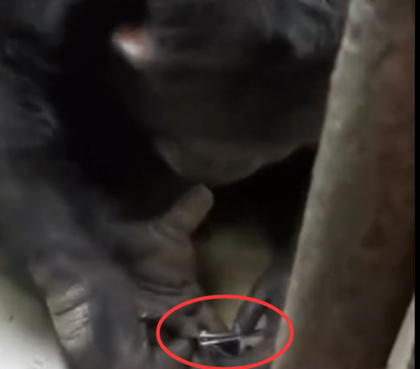 網紅黑猩猩會洗衣、剪指甲，人們感到擔憂，它會變成新型人類嗎？