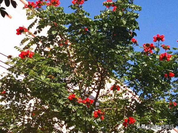 海南風光美（048）火焰樹花開紅豔豔