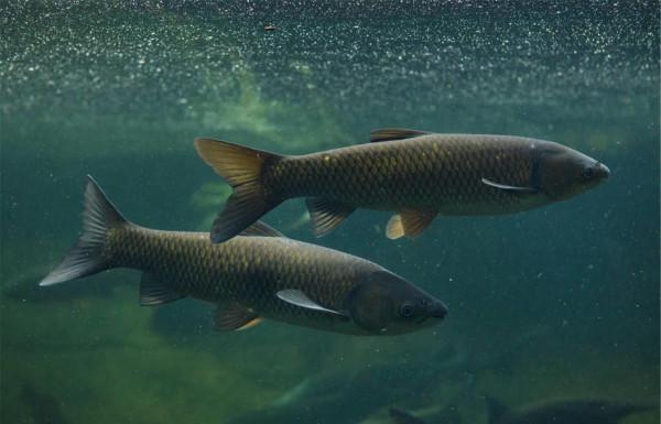 脆肉鯇魚，脆肉羅非，蠶豆脆化的機理和危害