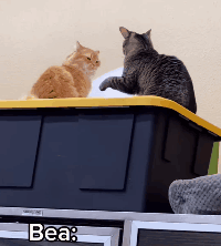 用“鹹貓手”摸遍醫院上下！愛社交的狸花，真的好可怕啊啊啊