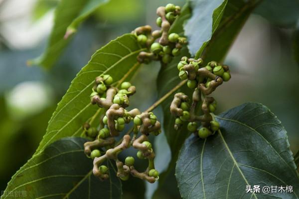 帶你一起回味62種南方野果子,它們是物質匱乏年代小朋友的零食 帶你一起回味62種南方野果子,它們是物質匱乏年代小朋友的零食