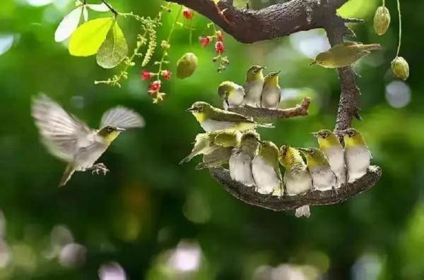 分享圖片動物界的美好時光