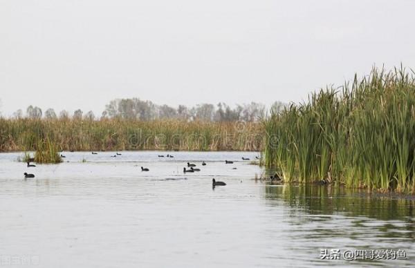 野塘遇到大滑魚,老漁翁另類釣法釣到米級草魚 野塘遇到大滑魚,老漁翁另類釣法釣到米級草魚