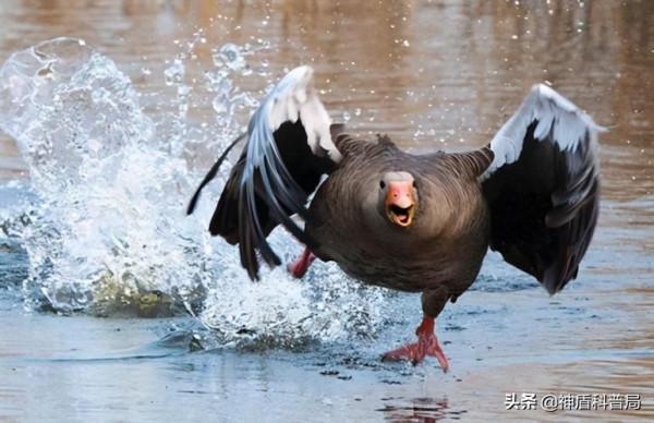 鵝的戰鬥力究竟有多強？為何它不怕人呢？遇到了我們該如何自救