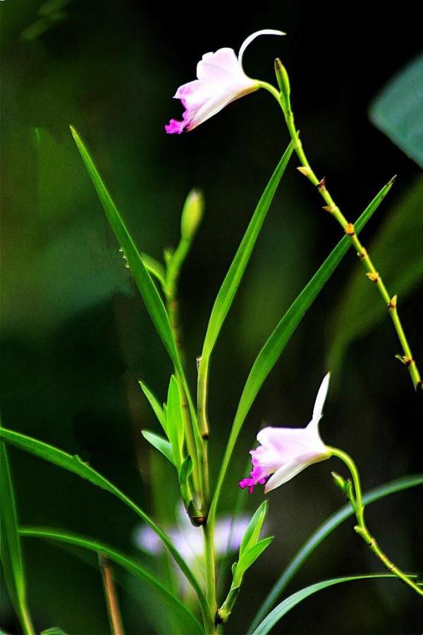 竹葉蘭-植株較大，花色鮮豔，花型像美麗的卡特蘭，且有香味