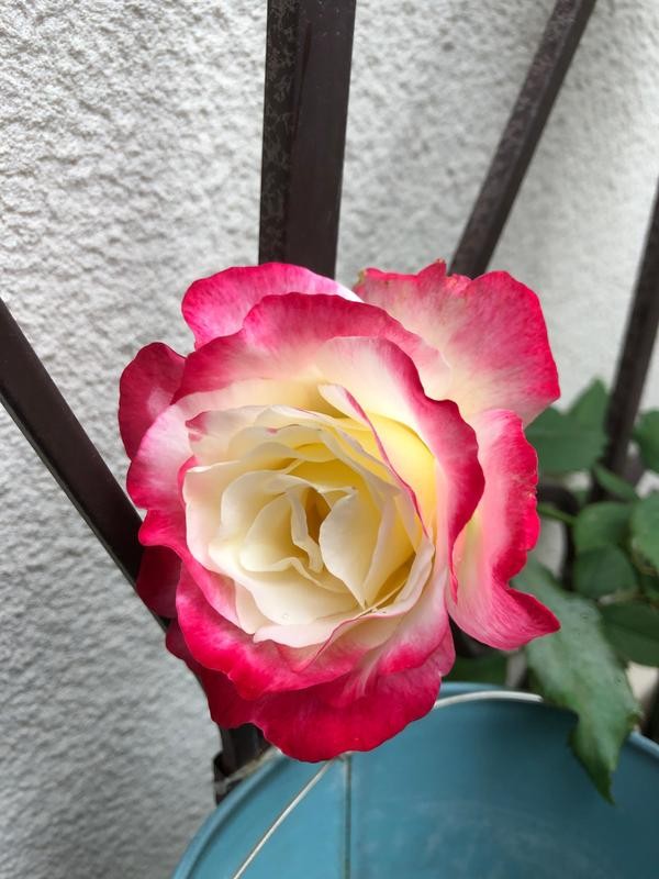 我種了80多種月季花