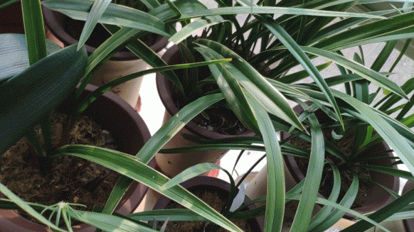 便攜手持雲臺&mdash;&mdash;做直播、拍短影片輕鬆拿捏