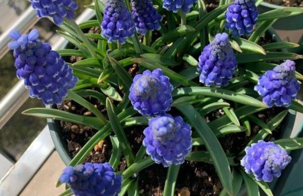 適合秋季養殖的3種球根植物,陽臺盆栽,2個月就開花,美極了 適合秋季養殖的3種球根植物,陽臺盆栽,2個月就開花,美極了