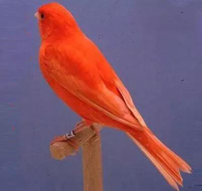 100幅美麗的鳥圖欣賞