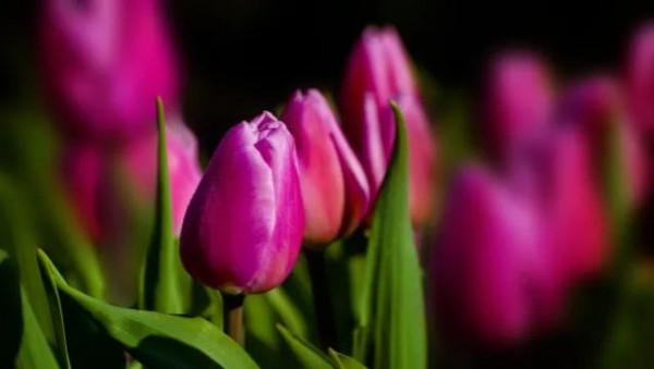 大直若屈，大巧若拙，大辯若訥