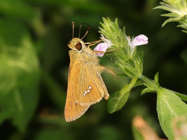 【探索】又到賞蝶季,你知道上海的常見本土蝴蝶有哪些嗎?奉上攻略→ 【探索】又到賞蝶季,你知道上海的常見本土蝴蝶有哪些嗎?奉上攻略→