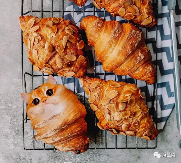 這樣的貓片，真下飯