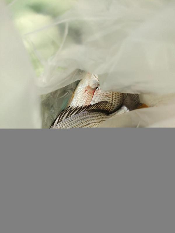 今天朋友帶我去南沙釣臘魚，他說今天魚情最差的一天