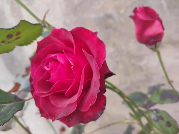 我的花花正開時--天上仙葩天外仙，俗塵汙濁夢也濁