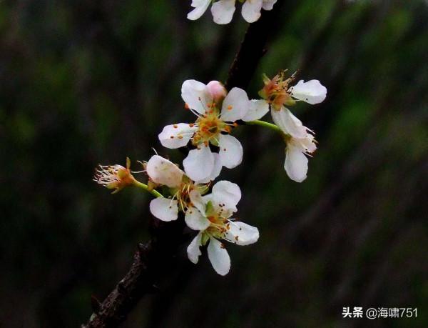 十八羅漢山的梨花開了