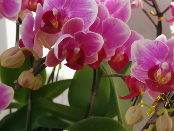 一盆盛開的蝴蝶蘭花