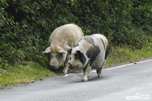 英國：森林公園放豬“排毒”