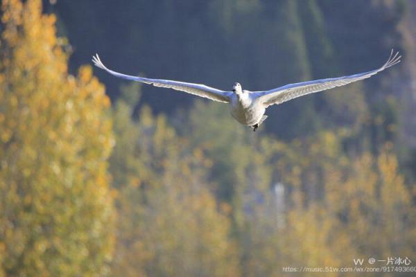 平陸：瑟瑟蒹葭伴雪花 久別嬌客回到家