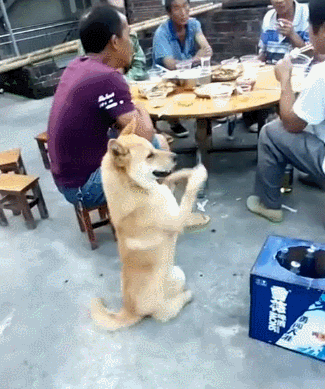 狗界最“通人性”的3種狗,你對它好,它會守護你一輩子 狗界最“通人性”的3種狗,你對它好,它會守護你一輩子