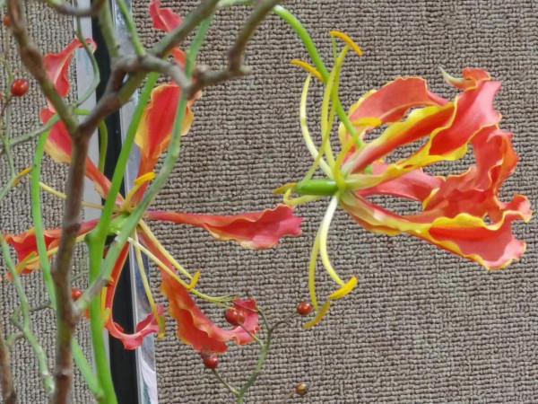 美麗的花，誰知道它的名字？