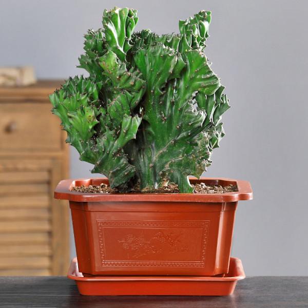 5種霸氣花，個個“醜八怪”卻吉利鎮宅，丟在角落不管，一樣爆棚