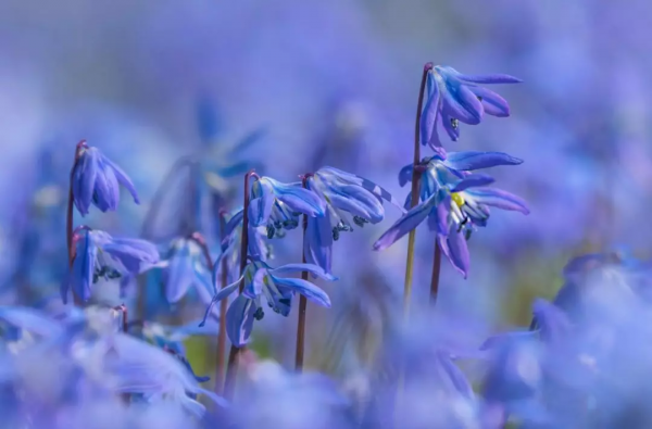 球根種植正當時，這4款稀有球根植物，多年生、復花性