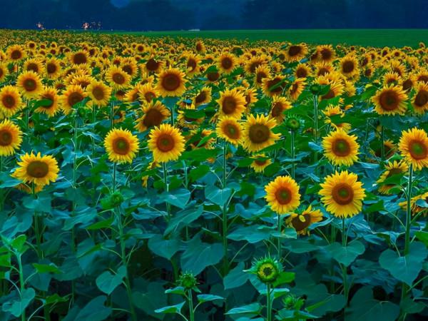 能成熟到擺平四方，也能快樂得像個孩子，獅子座的魅力，不簡單