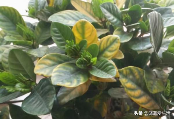 公認漂亮卻難養的“8種花”,你家有幾種? 公認漂亮卻難養的“8種花”,你家有幾種?
