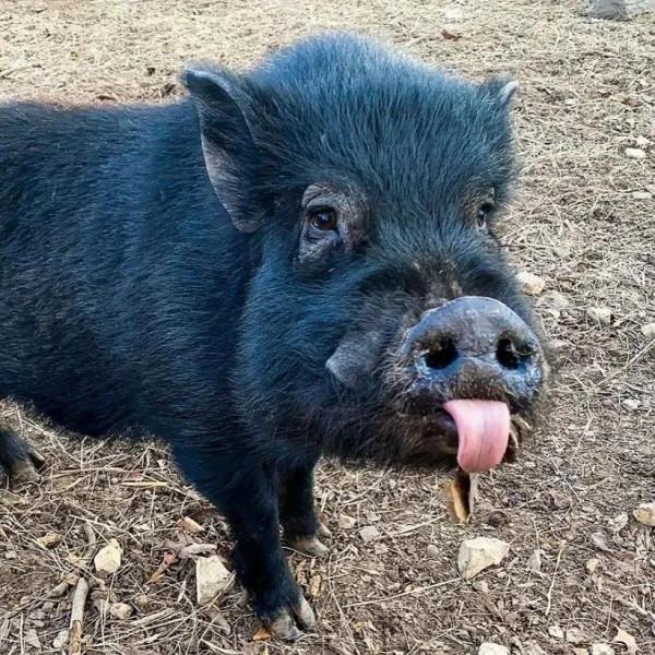 動物界中的龐然大物抓拍,都是動物界中的扛把子,無比壯觀震撼 動物界中的龐然大物抓拍,都是動物界中的扛把子,無比壯觀震撼